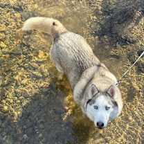 Thumbnail photo of Skylar *foster needed* #2