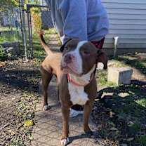 Thumbnail photo of Prince - LOWELL, IN #1