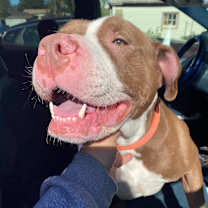 Thumbnail photo of Prince - LOWELL, IN #3