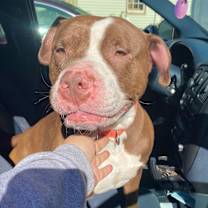 Thumbnail photo of Prince - LOWELL, IN #4