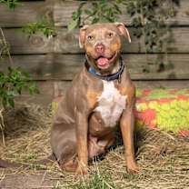 Thumbnail photo of Appa #1