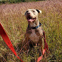 Thumbnail photo of Appa #2