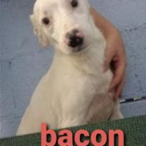 Thumbnail photo of Bacon * #1