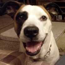 Thumbnail photo of Shiloh #3
