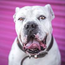 Thumbnail photo of Bruno #2