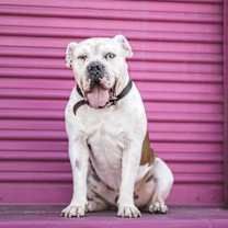 Thumbnail photo of Bruno #4