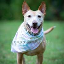 Thumbnail photo of Sheba #1