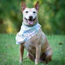 Thumbnail photo of Sheba #2