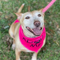 Thumbnail photo of Sheba #4