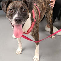Thumbnail photo of Ellie #3