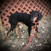 Thumbnail photo of Lizzie #1