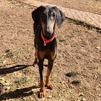 Thumbnail photo of Lizzie #2
