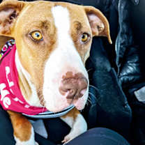 Thumbnail photo of Jolene #3
