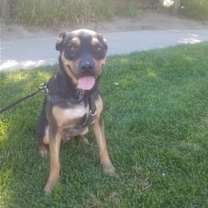Thumbnail photo of Tyson #1