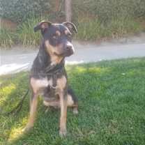 Thumbnail photo of Tyson #3