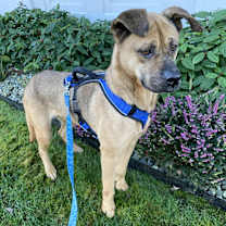 Thumbnail photo of Cody #4