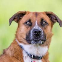 Thumbnail photo of Jagger D5198 #2