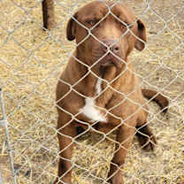 Thumbnail photo of Rufus #1