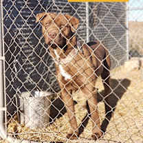 Thumbnail photo of Rufus #2