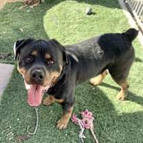 adopt-pet