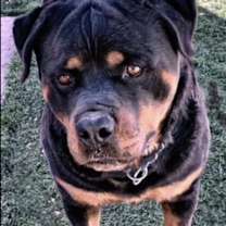 Thumbnail photo of Gazan #2