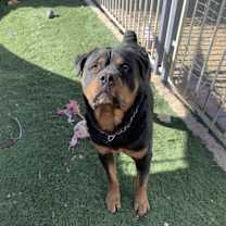 Thumbnail photo of Gazan #3