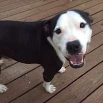 Thumbnail photo of Satchel #1