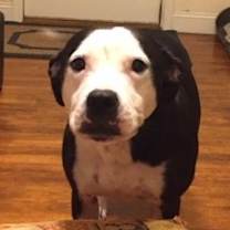 Thumbnail photo of Satchel #2