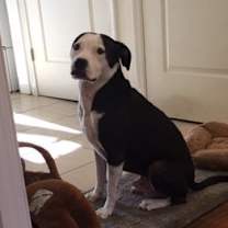 Thumbnail photo of Satchel #3