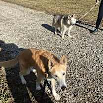 Thumbnail photo of Skylar *foster needed* #4