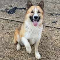 Thumbnail photo of Beau #2