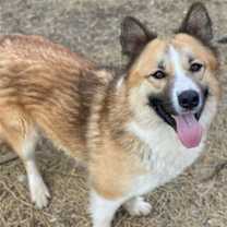 Thumbnail photo of Beau #4