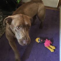 Thumbnail photo of Bear #1