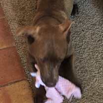 Thumbnail photo of Bear #2