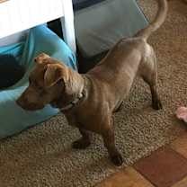 Thumbnail photo of Bear #3