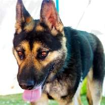 Thumbnail photo of Sarge - #1
