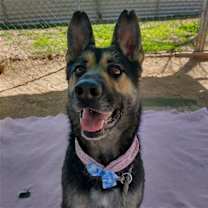 Thumbnail photo of Sarge - #2