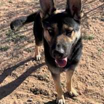 Thumbnail photo of Sarge - #3