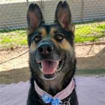 Thumbnail photo of Sarge - #4