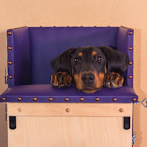 Thumbnail photo of Rafiki #4