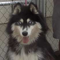 Thumbnail photo of BOLT #2