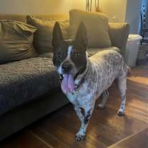 Thumbnail photo of Spotty #1