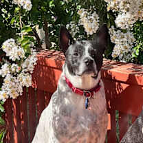 Thumbnail photo of Spotty #2