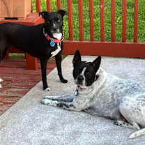 Thumbnail photo of Spotty #4