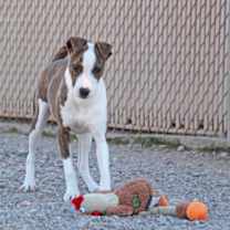 Thumbnail photo of Fanta #1