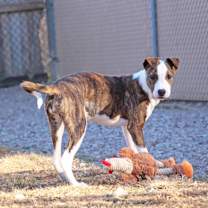 Thumbnail photo of Fanta #3