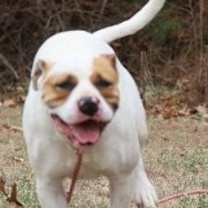 Thumbnail photo of Tug #4