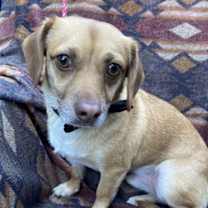 Thumbnail photo of Basil #1