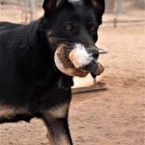 Thumbnail photo of Gilly #2