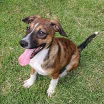 Thumbnail photo of RICKY #4